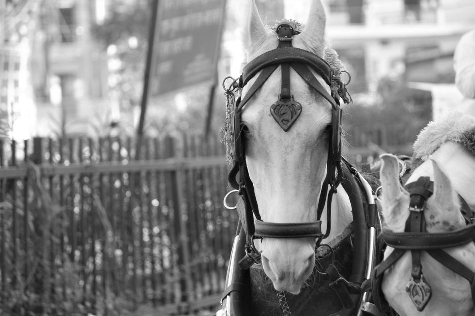 Horse Neigh Animal
