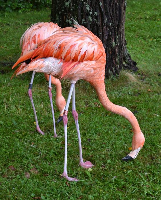 American Flamingo pink bird