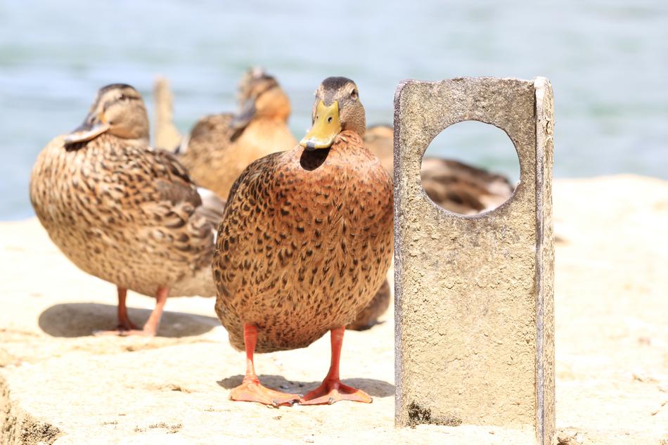 Ducks by the River water