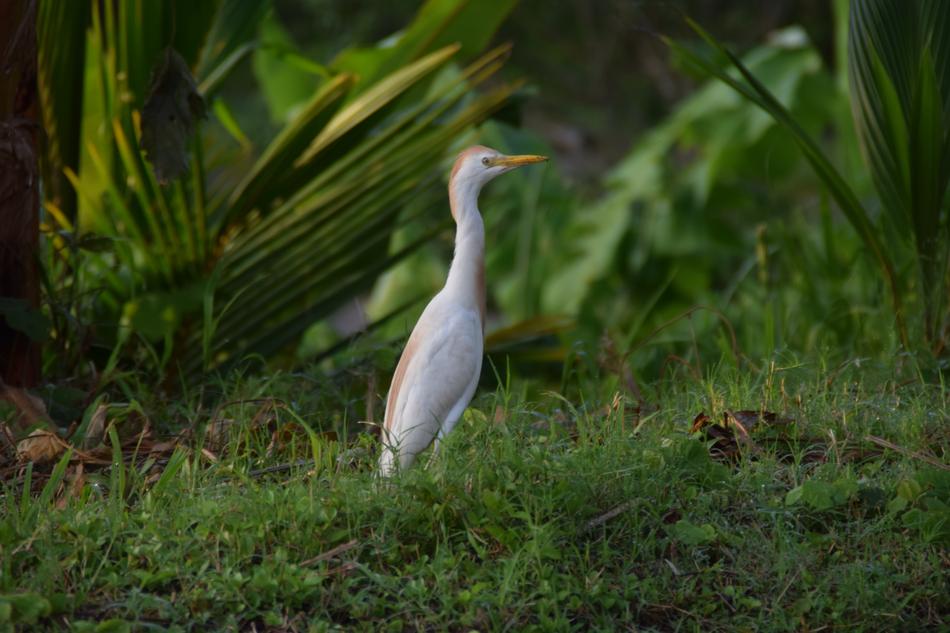 Bird Nature White