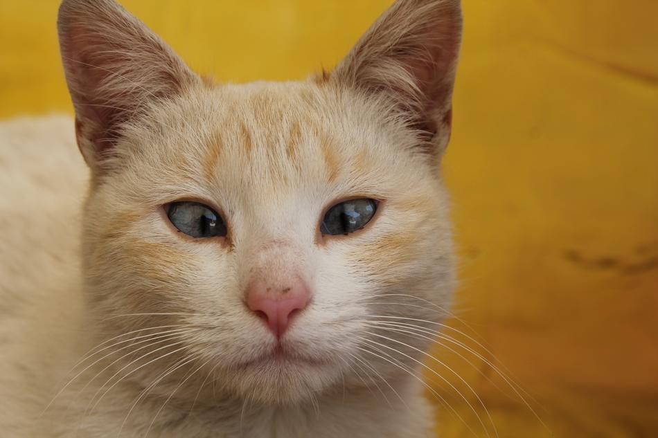 Cat Strabismus