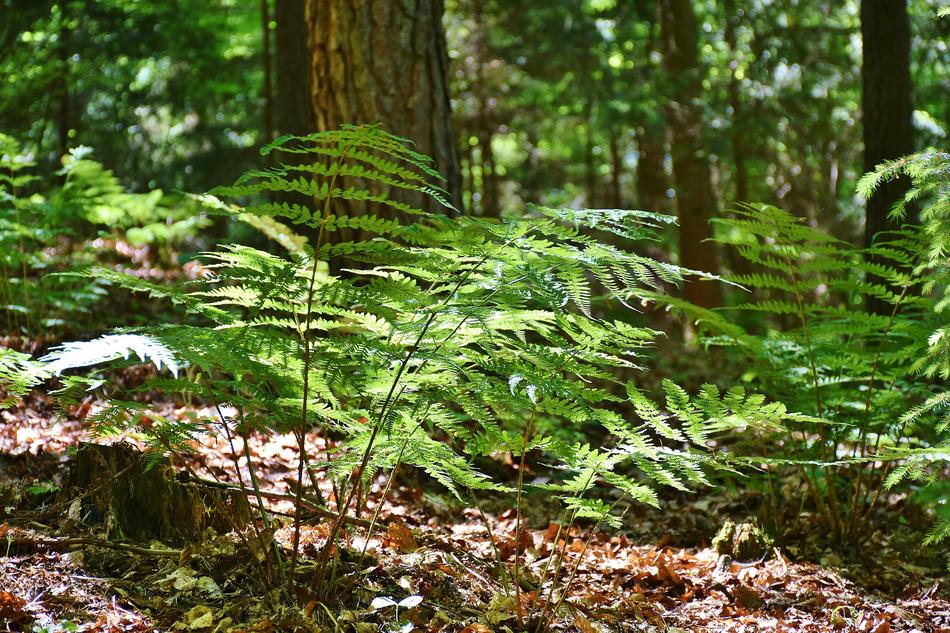 Ferns Forest Trees