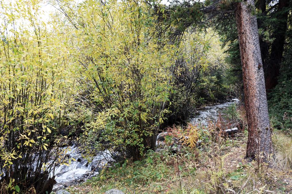 tree on a river slope