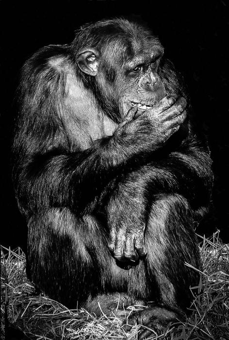 Mammal Portrait Ape