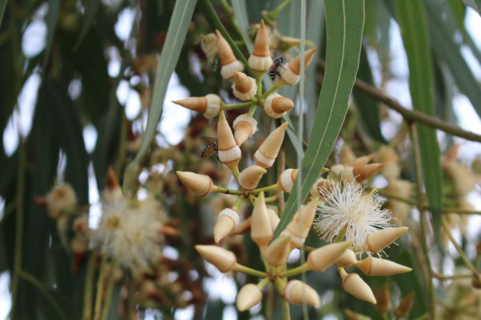 Flower Eucalyptus