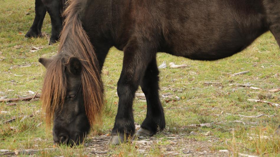 Horses Nature macro