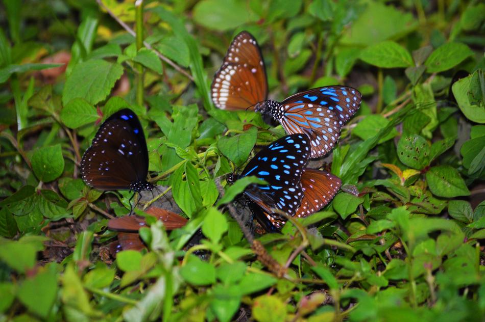 Butterflies Beauty Animal