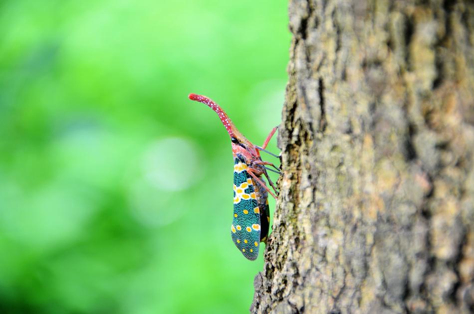 Insect Weevil The Tree On