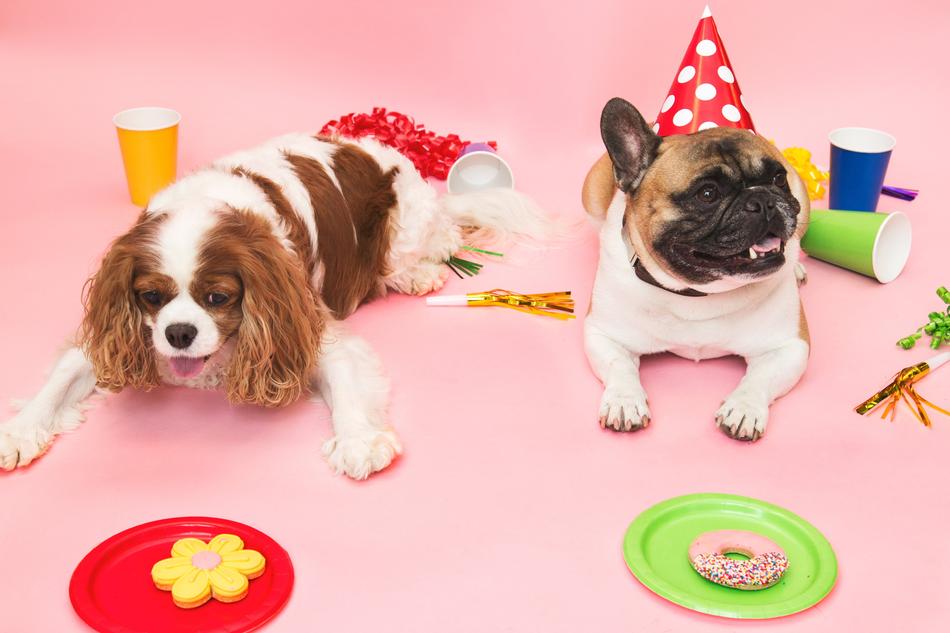 Party Dog Small
