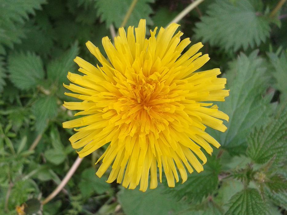 yellow beautiful flower close up