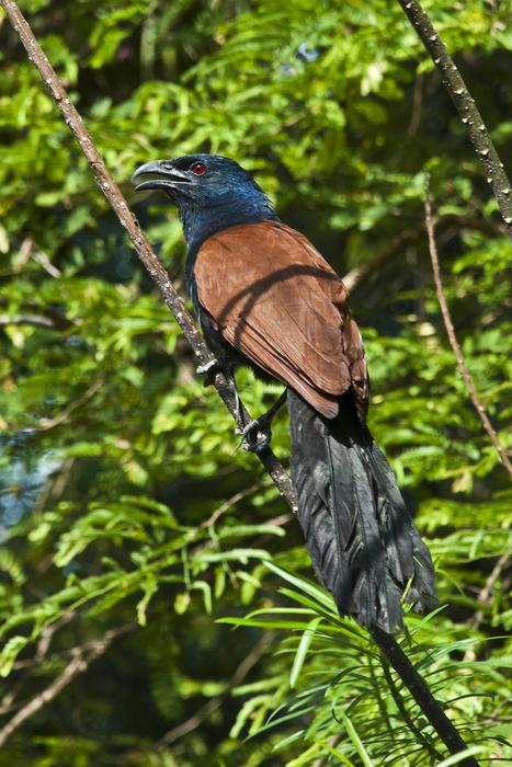 Greater Coucal Bird Thailand