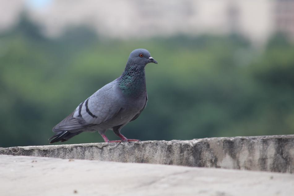 Pigeon Bird Columba