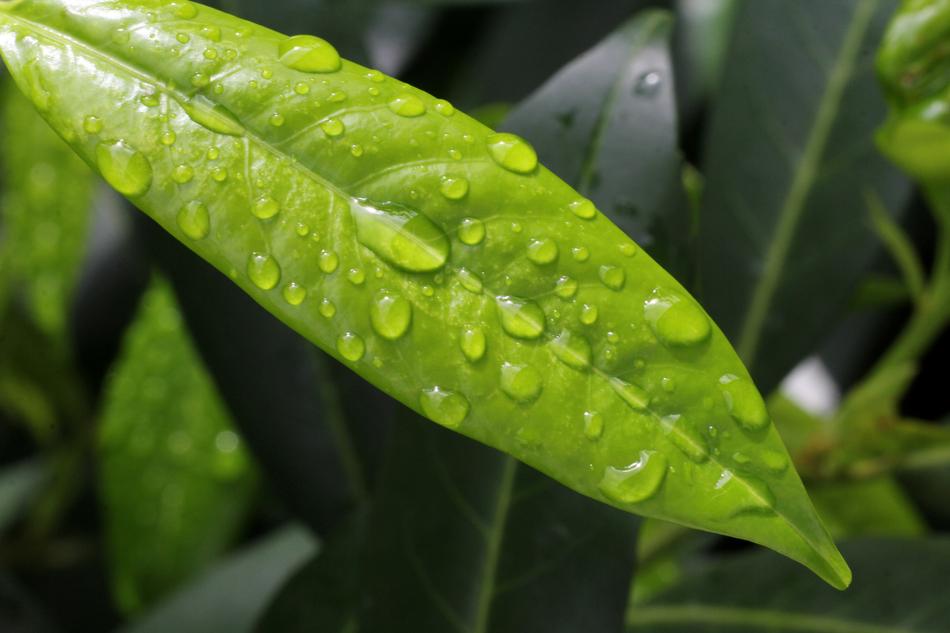 thin sheet in drops of water