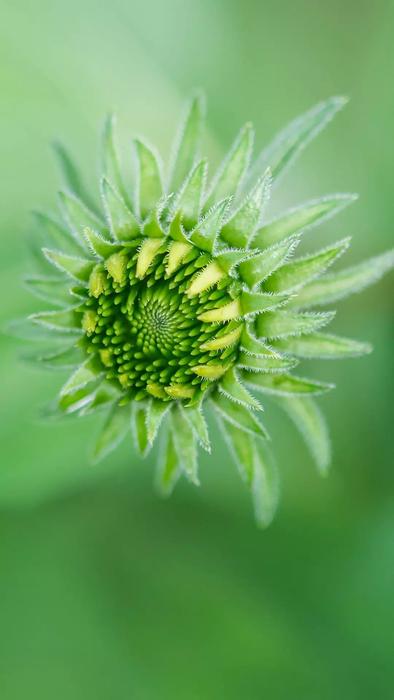 funny green flower