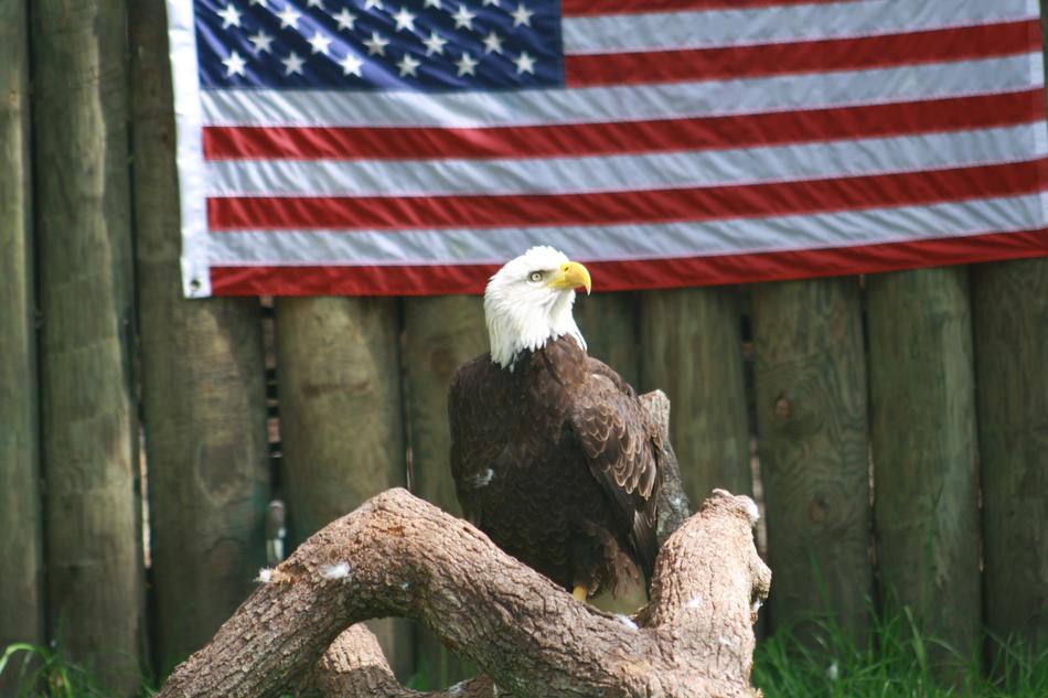 Eagle America Beautiful