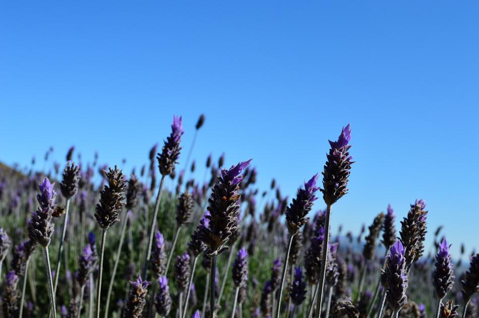 Lavender Flower Planting