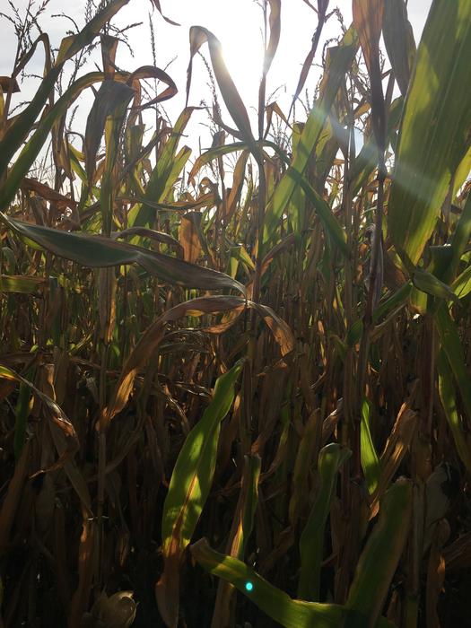 Autumn Corn On The Cob