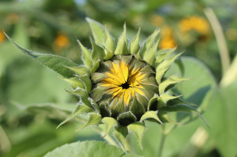 The green fruit of the flowers is beautiful