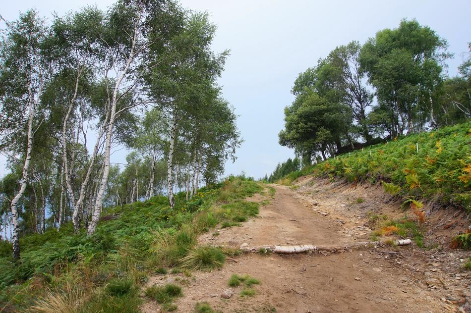 road in the mountains among the trees