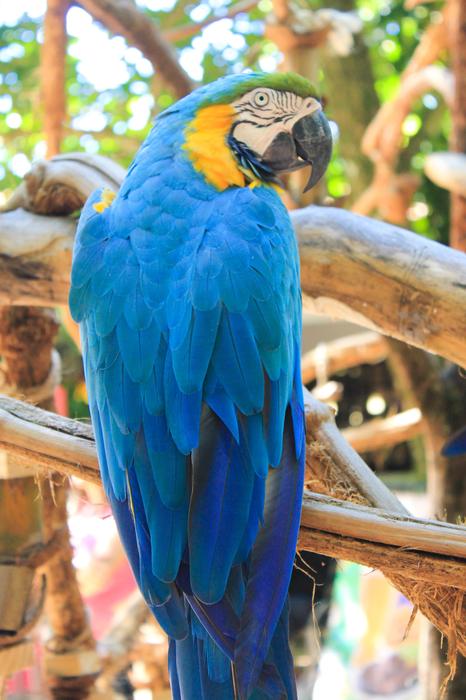 Brazilian Ararara Bird