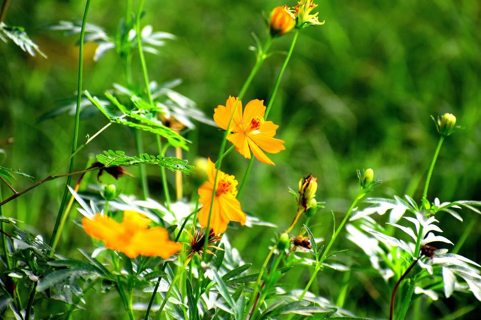 Flowers Yellow Nature