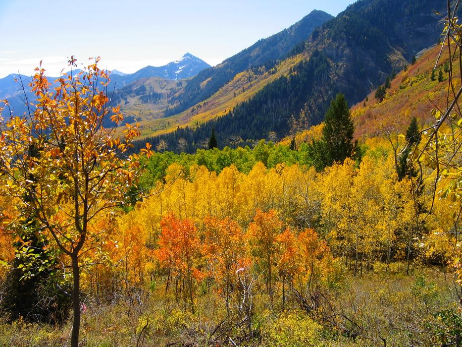 Trees Forest Autumn