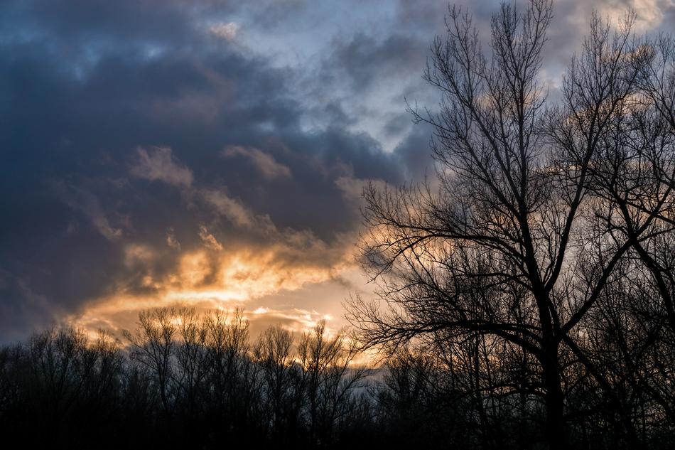 Trees against a background of clouds and sunshine