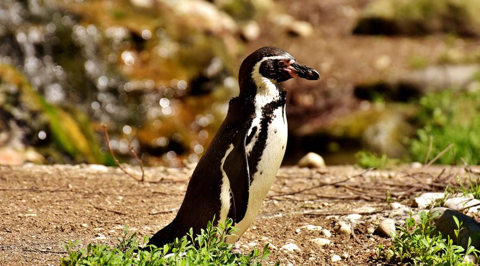 Penguin Animal World