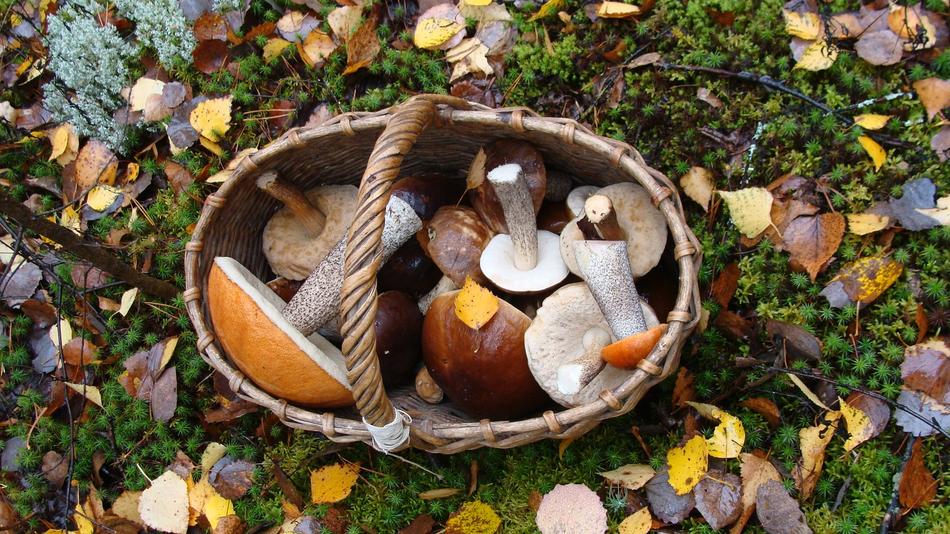 Mushrooms Basket Autumn