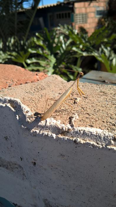Arthropod Bicho-Pau