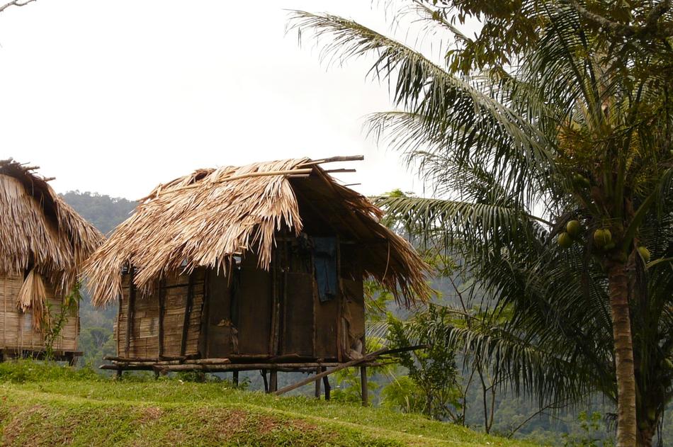 Stilt Cottage Palm