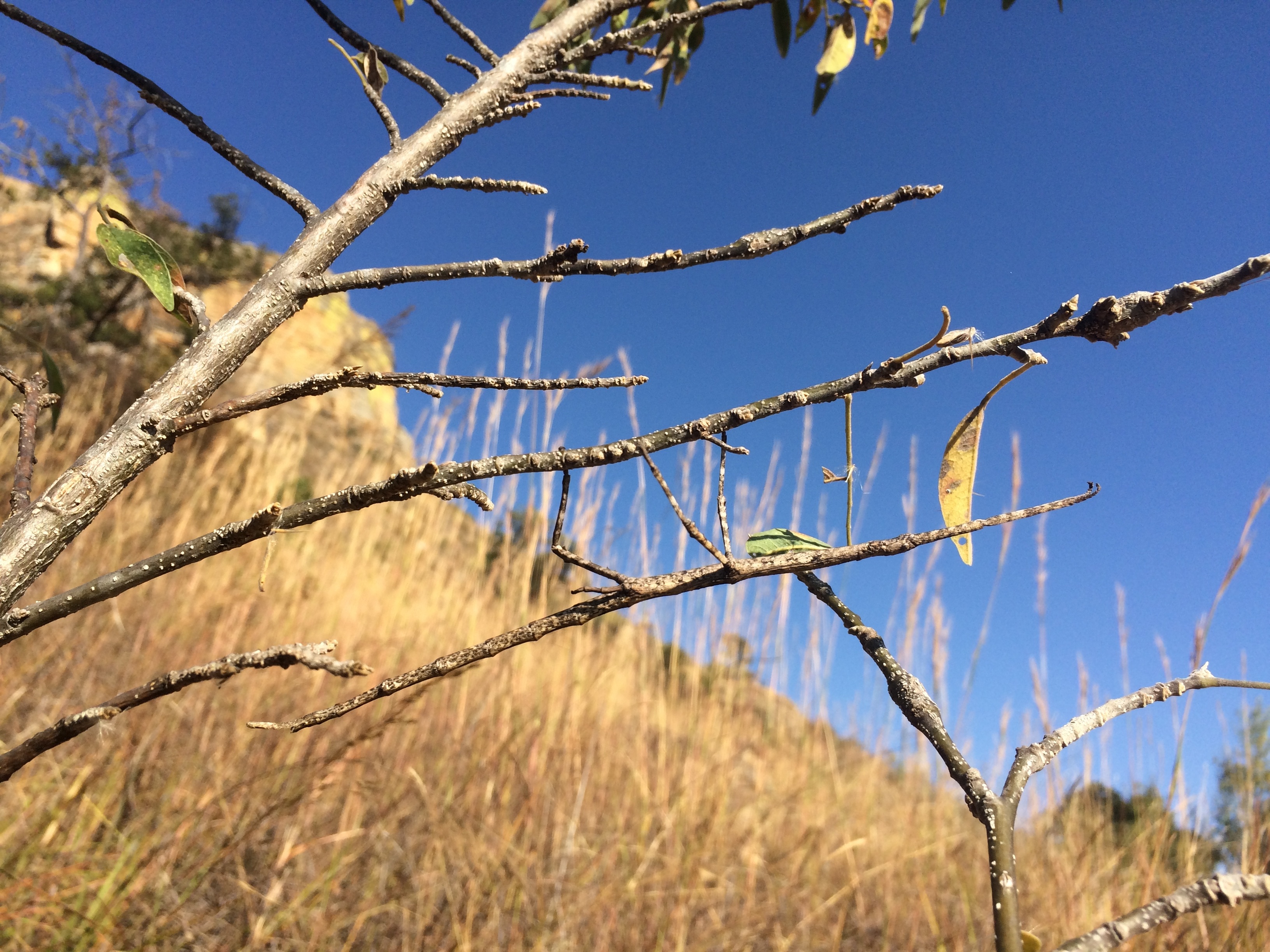 stick-insect-madagascar-free-image-download