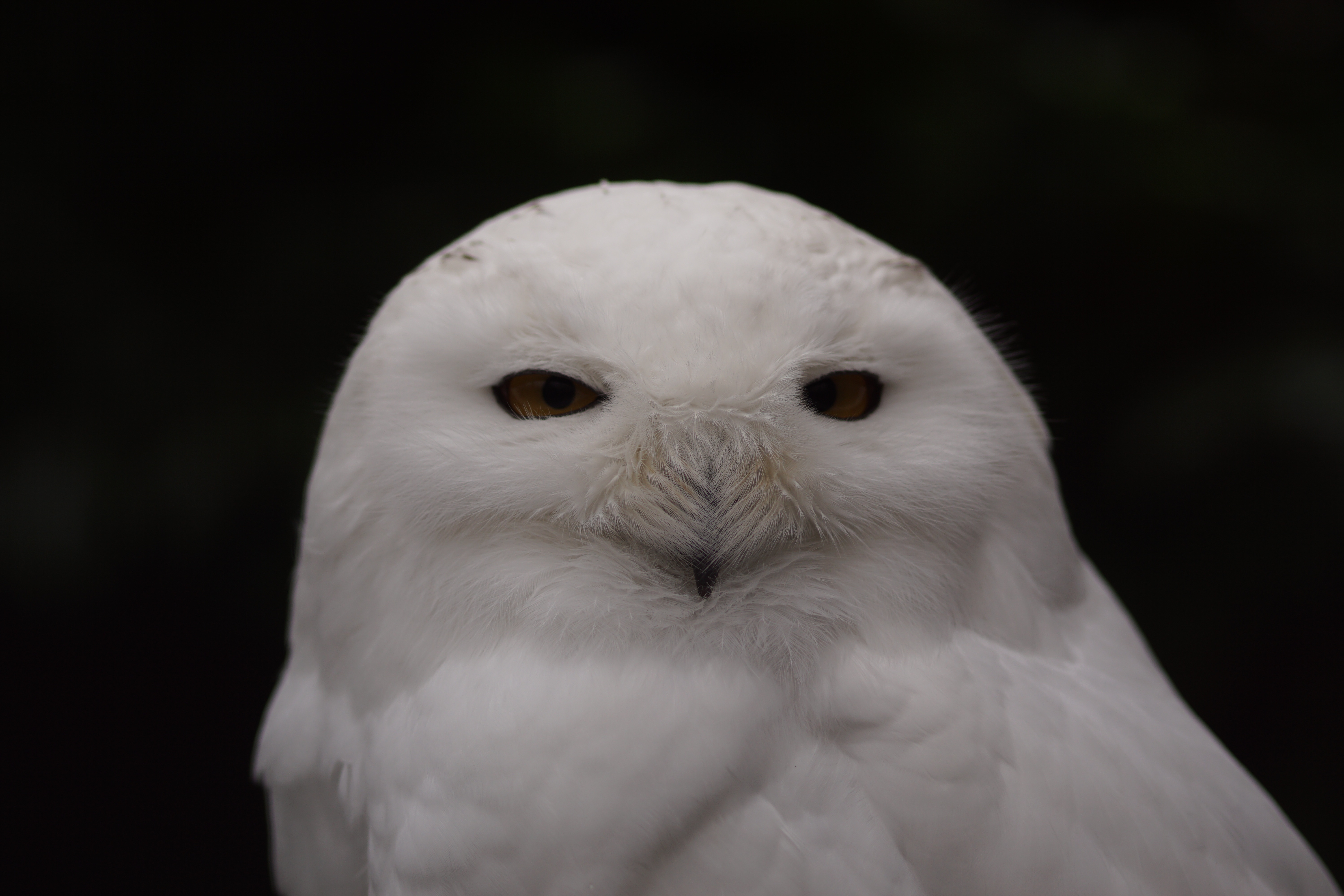 Free image/jpeg, Resolution: 6000x4000, File size: , <b>Snowy</b> <b>Owl</b> <b>White</b> pictur...