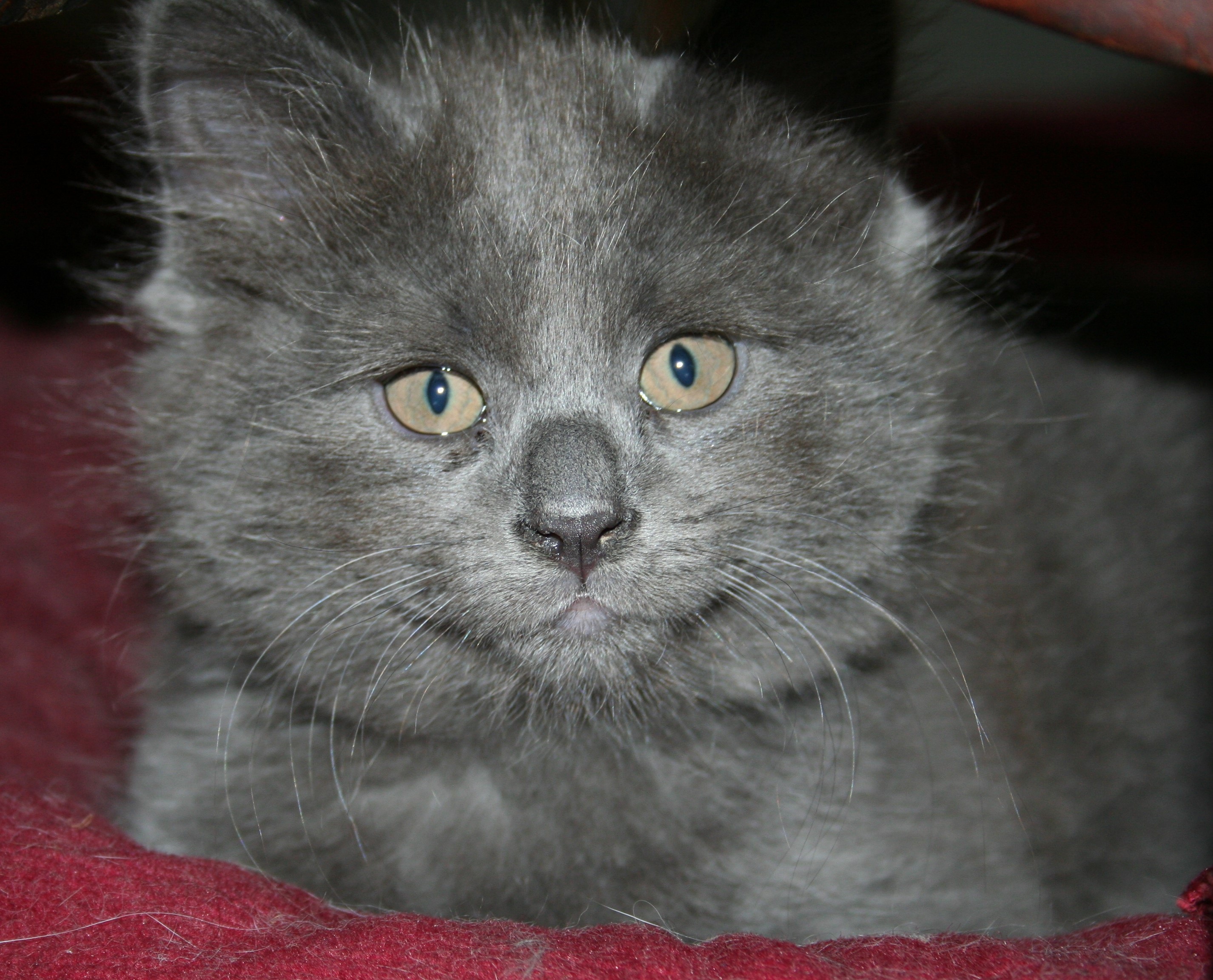 Kitten Face Covered In Milk 79 - 4v1g3yk