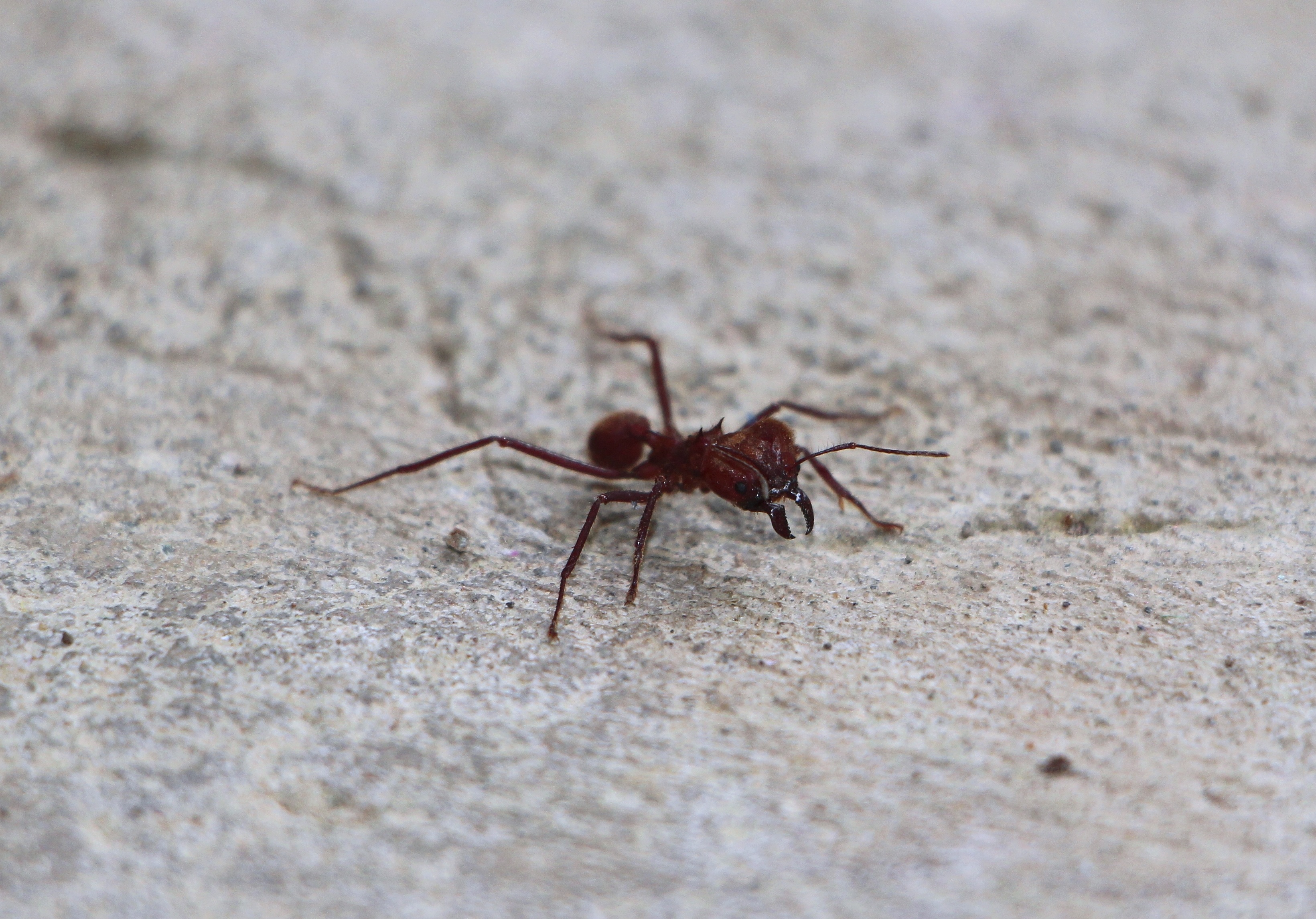Красные муравьи. Красный муравей букашки. Красные муравьи из букашек. Насекомые близко.