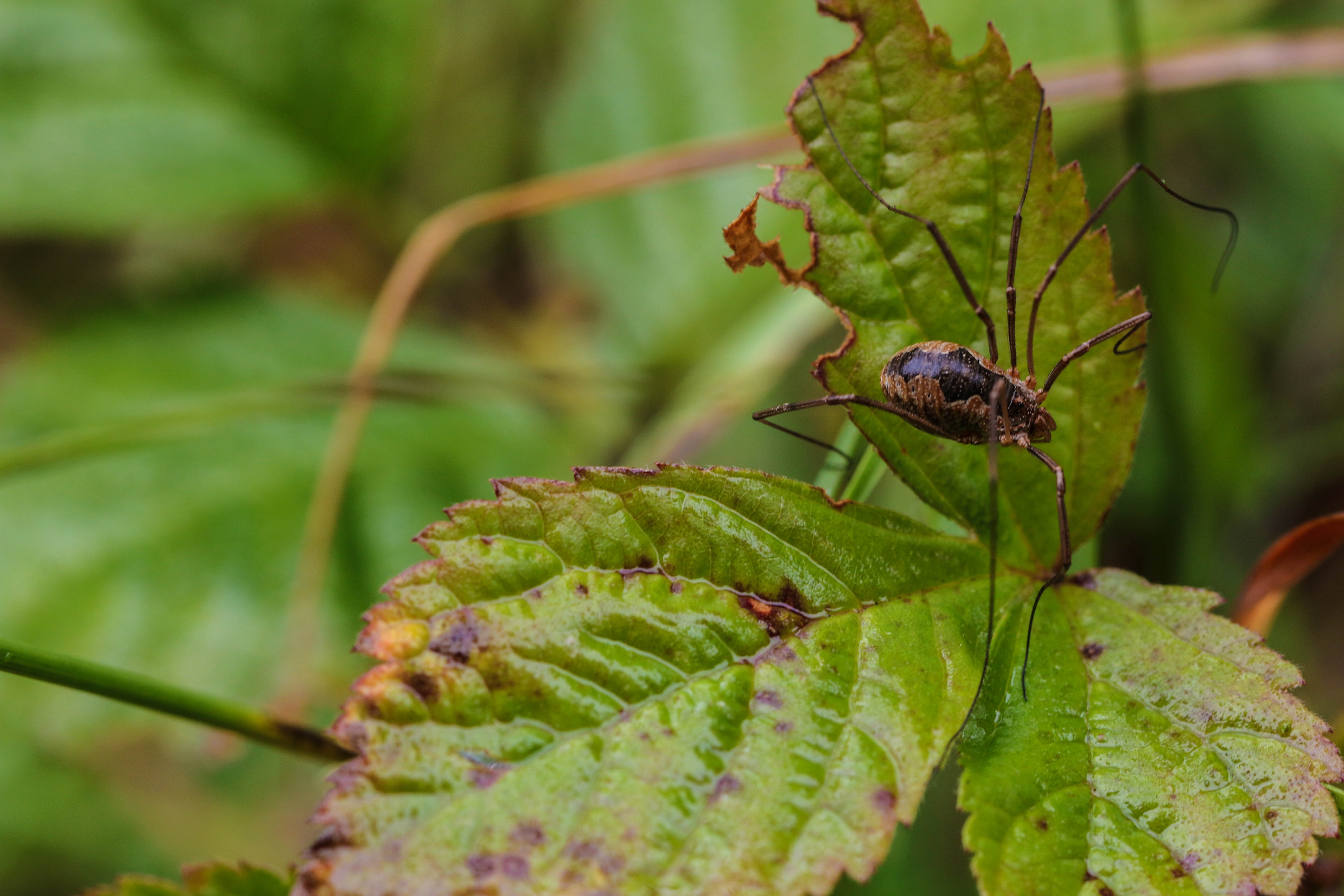 Spider Insect on Leaf Plant free image download