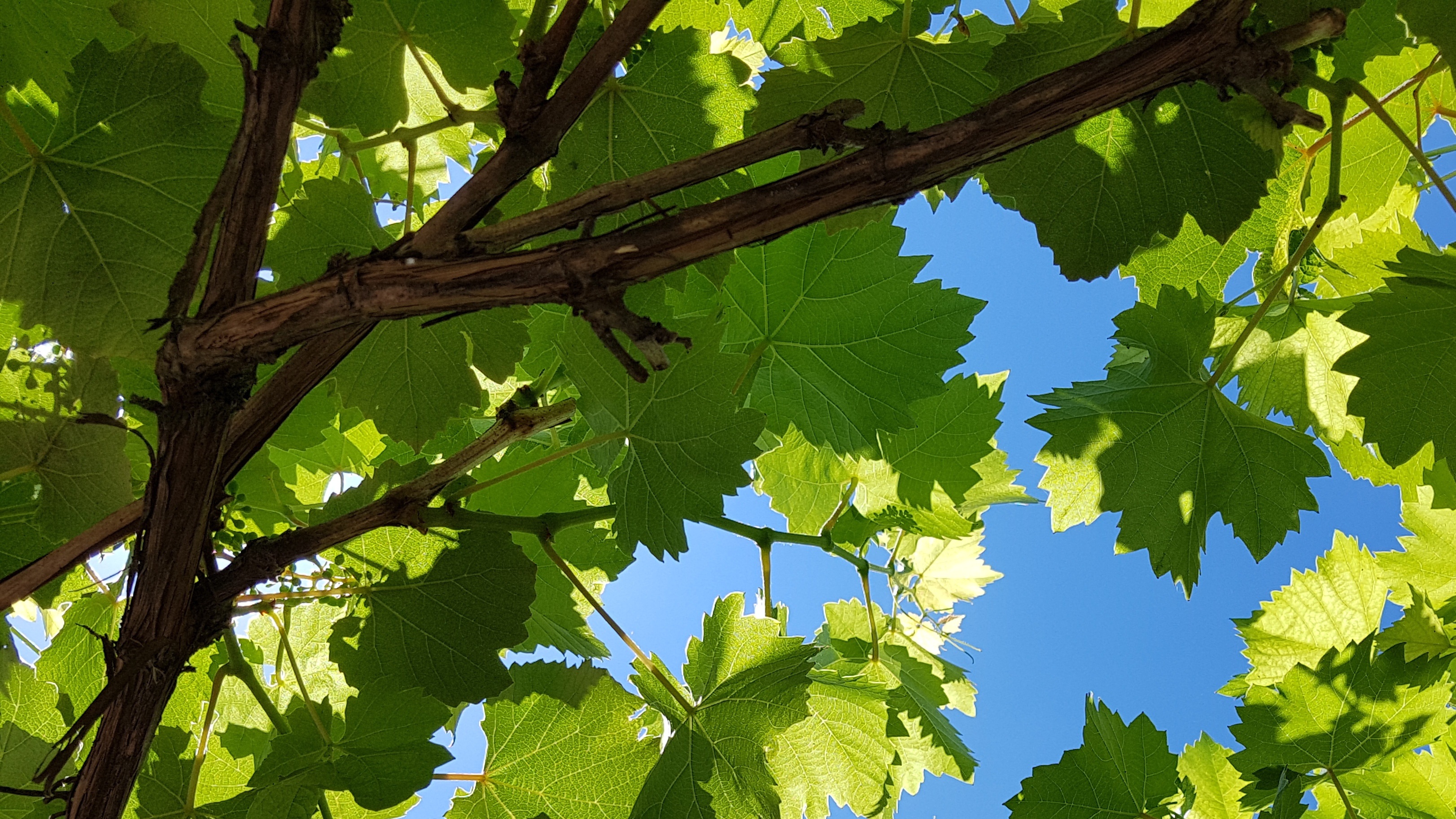 Виноградные листья на голубом фоне