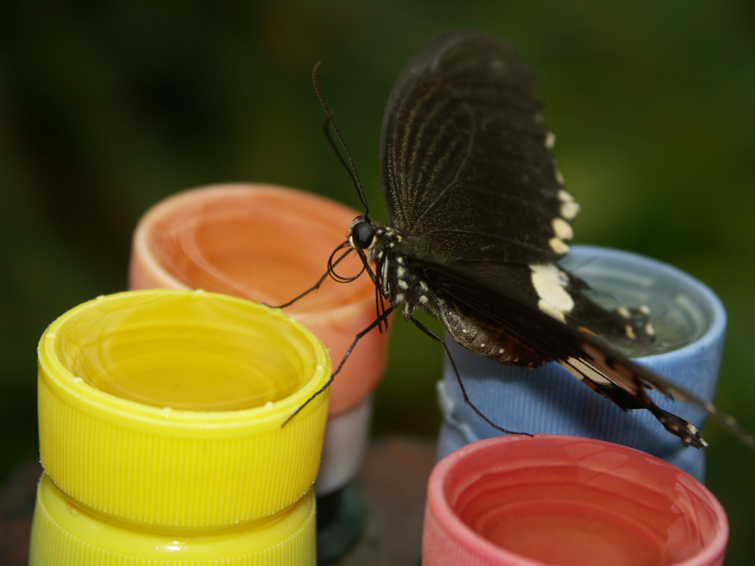 Butterfly Colorful Nature Free Image Download