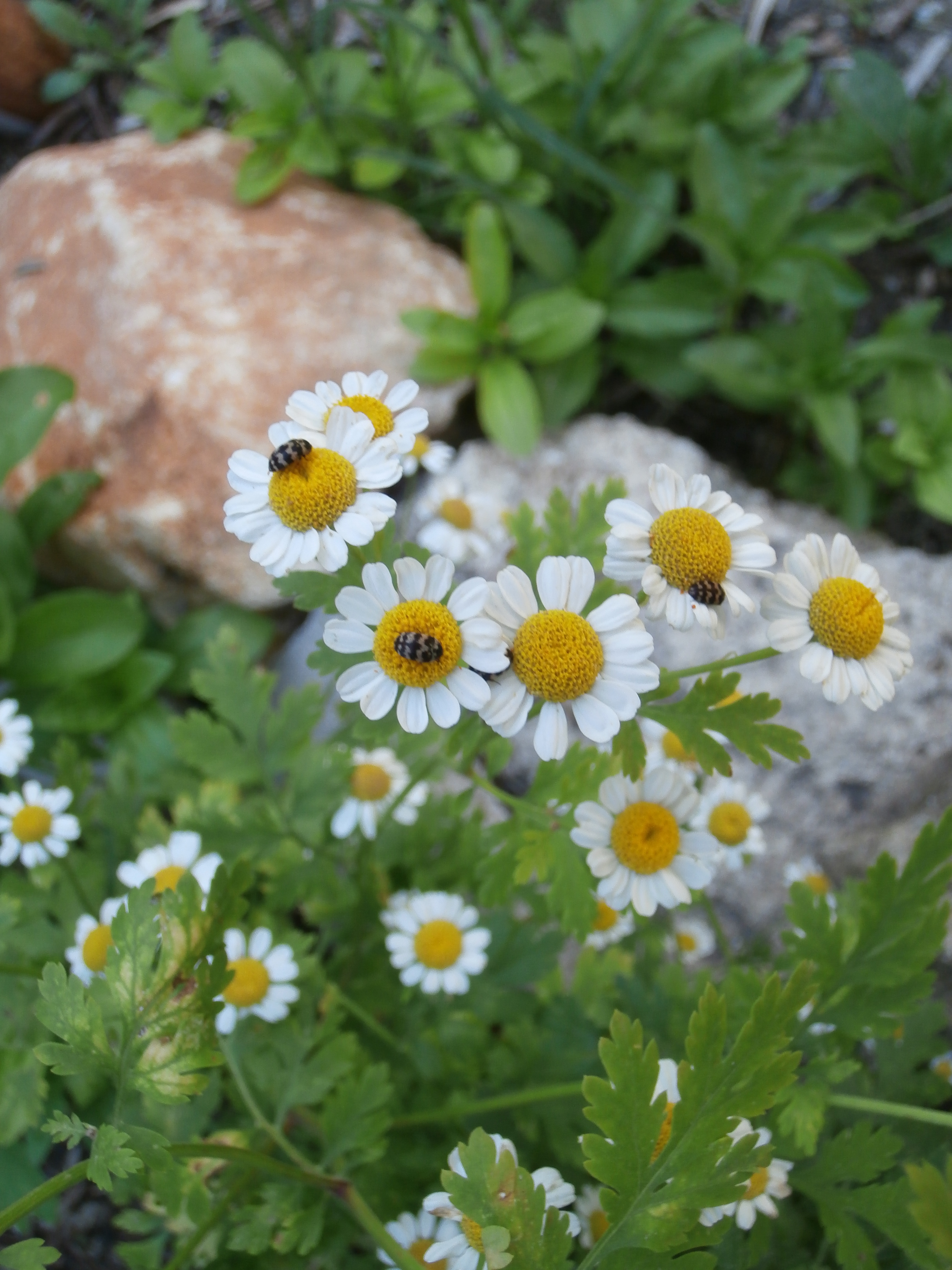 Chamomile Insects Garden Plants free image download
