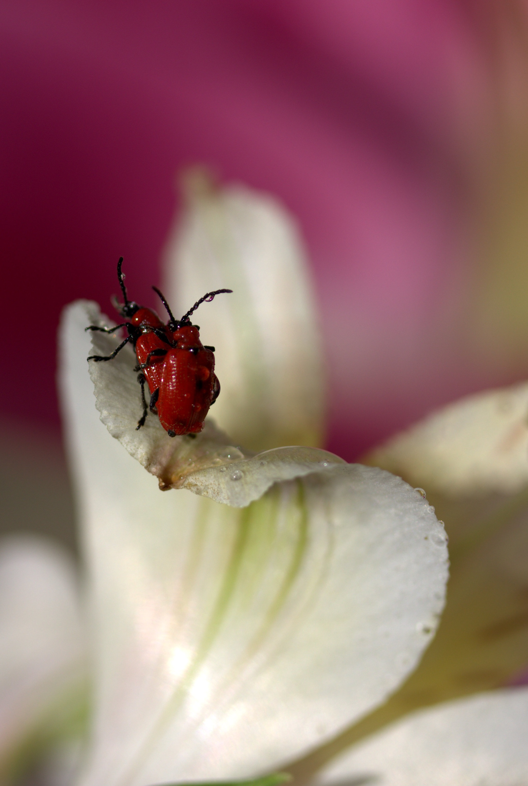Insects Red Mating free image download
