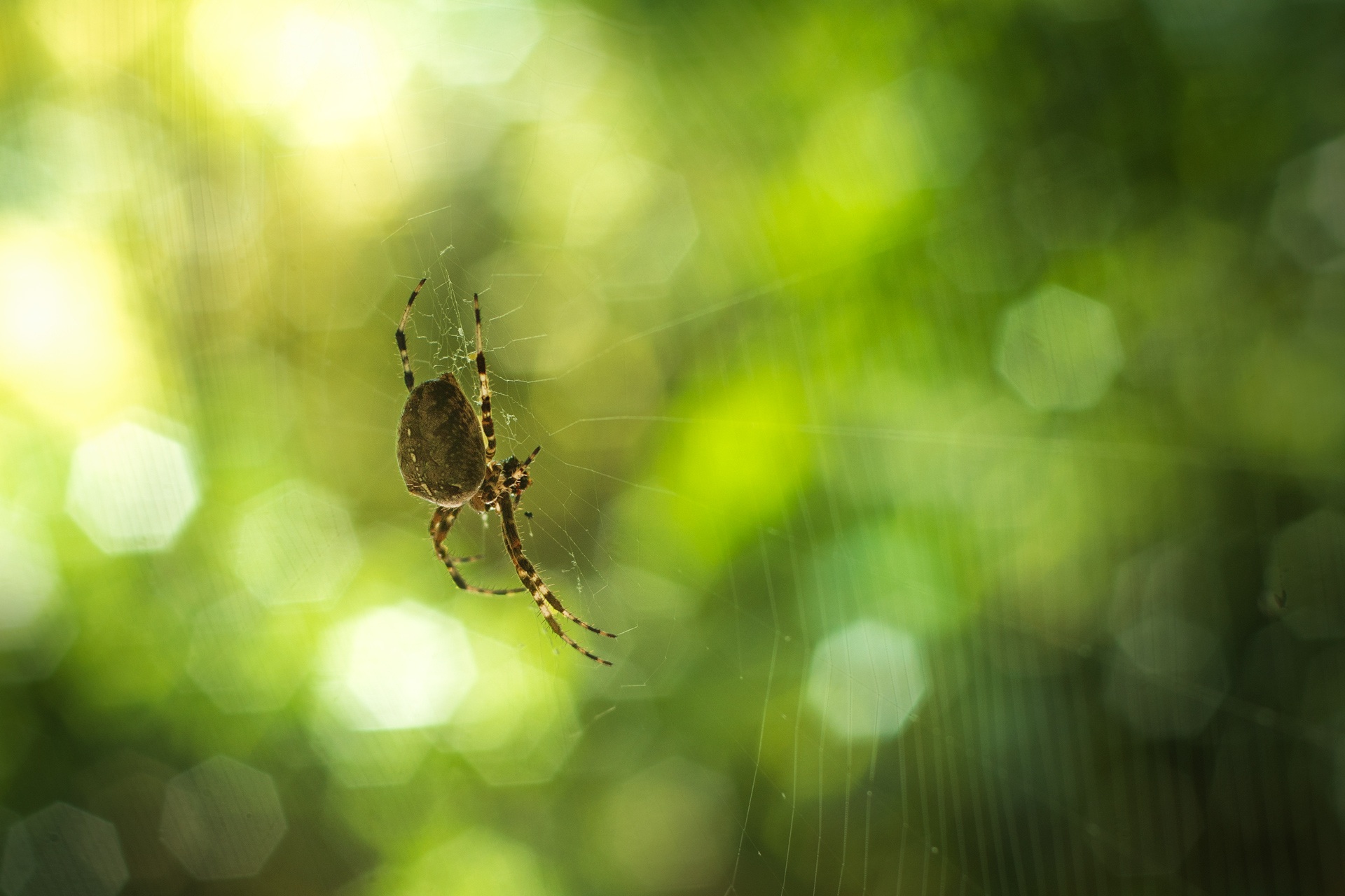 Spider Nature Insect free image download