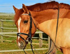 Horse Brown Coupling