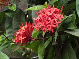 Ixora, tropical plant with Red Flowers, martinique