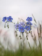 blue flowers and green grass on the field