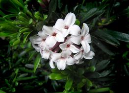 Daphne Perfume