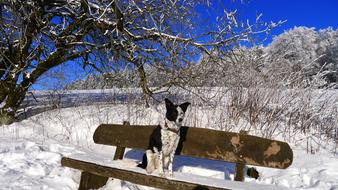 Winter Snow