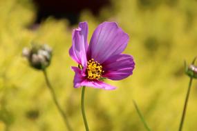Purple cosmos Flower at blur Yellow background
