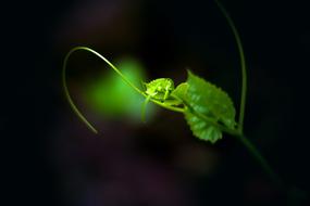 macro photo of Green New leaf