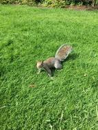 Grey Squirrel Squirrels Wildlife