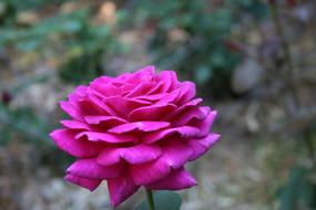 pink lush Rose Flower in garden, blur background